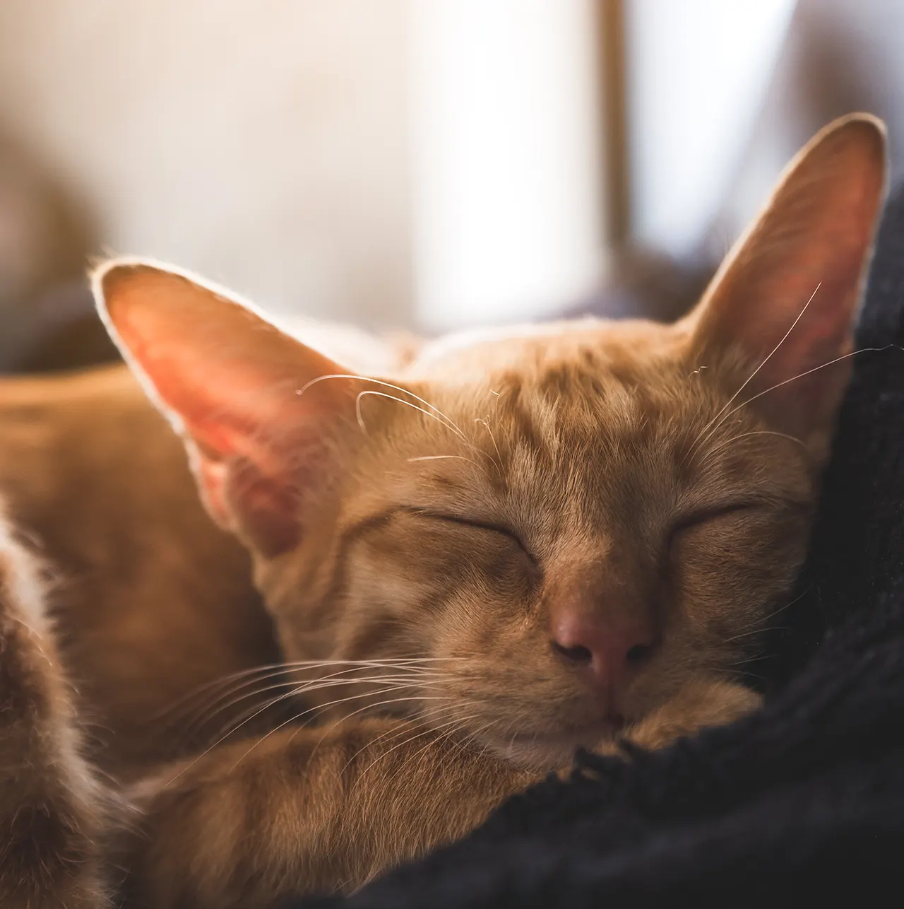 sleeping-cat MurMurchik hotel
